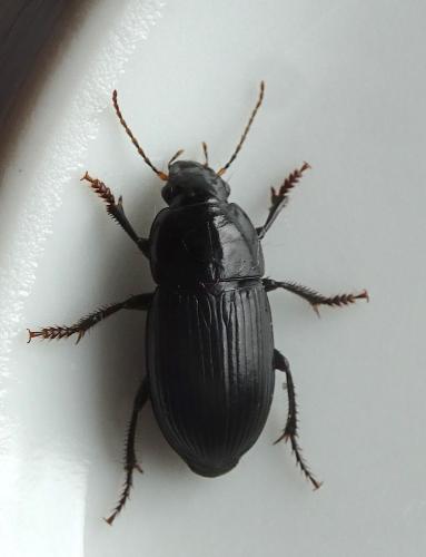 Réf. 342 419 : Harpalus sp.